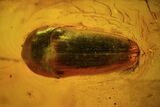 Fossil Beetle (Coleoptera) & Winged Aphid In Baltic Amber #45172-1